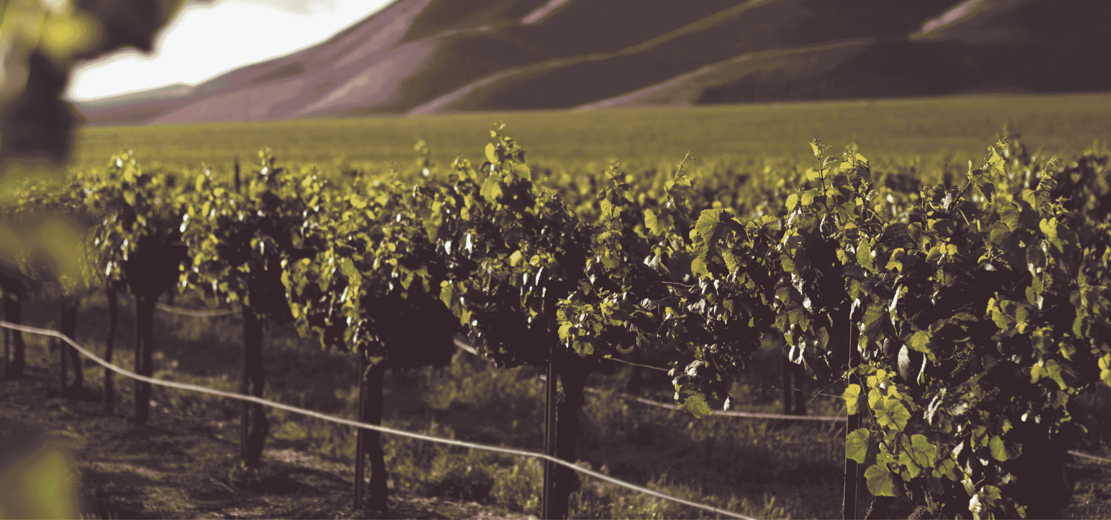 Vineyards in Georgia