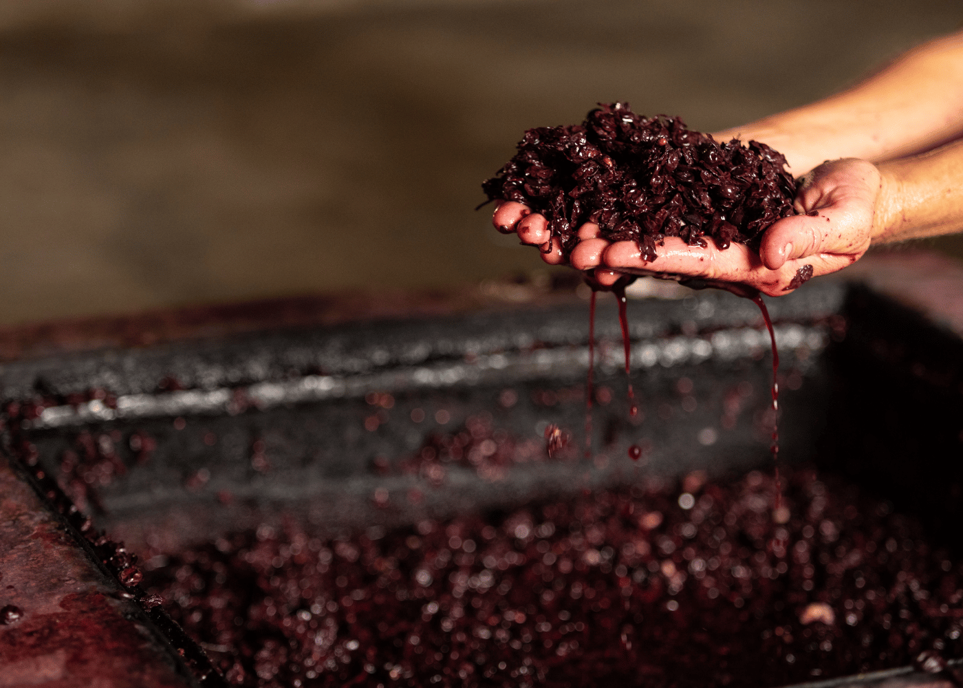 Hands lifting fermented grapes