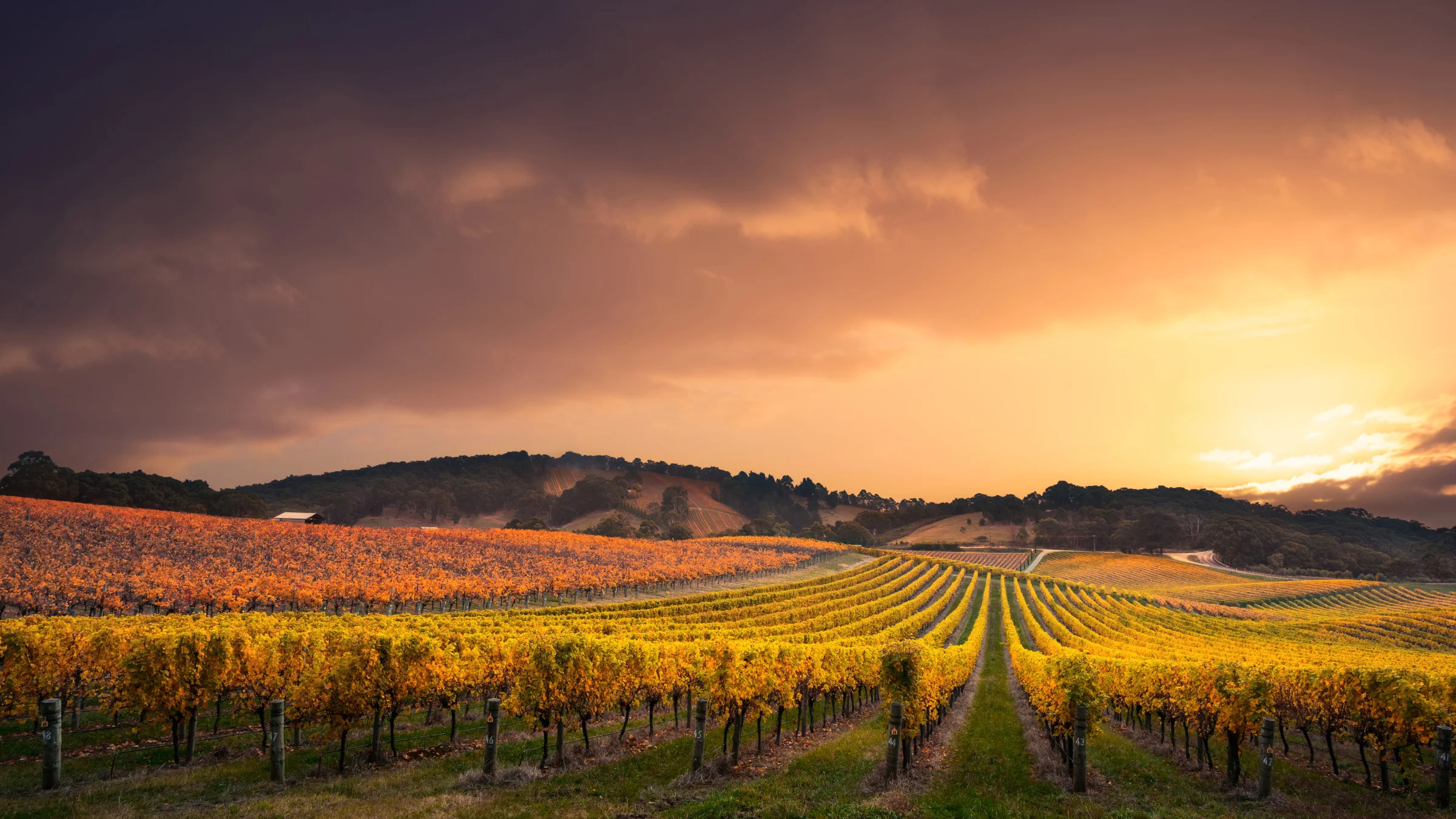 Kakheti vineyard at golden hour